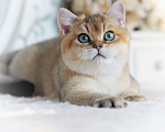 Кошки в Владивостоке: Британский котенок Хасан Мальчик, 70 000 руб. - фото 3