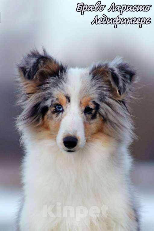 Собаки в Рязани: Большой выбор щенков шелти. Девочка, 80 000 руб. - фото 5