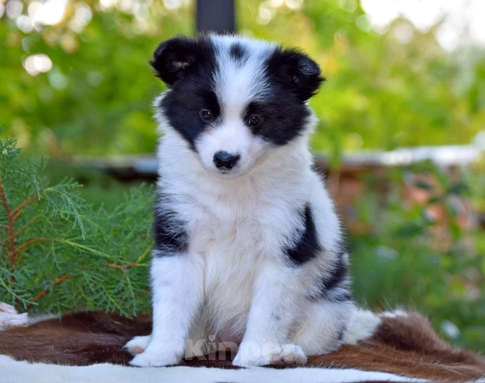Собаки в Москве: Ненецкая оленегонная лайка, сука Дакота. Девочка, 60 000 руб. - фото 5