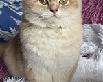 Кошки в Люберцах: Шотландская Девочка, Бесплатно - фото 2