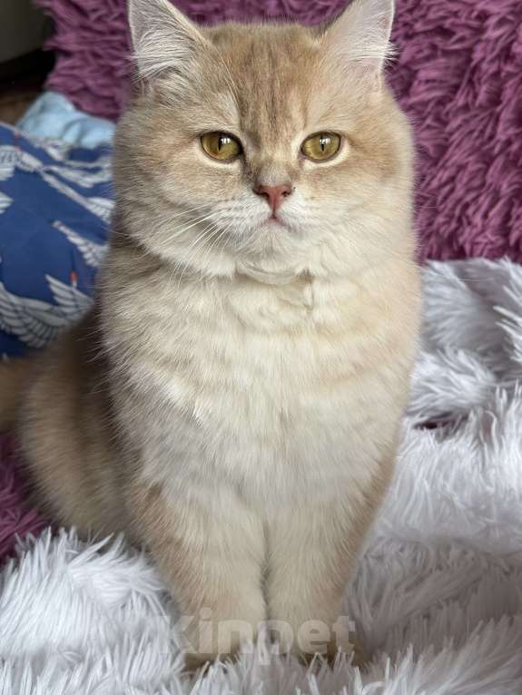 Кошки в Люберцах: Шотландская Девочка, Бесплатно - фото 2