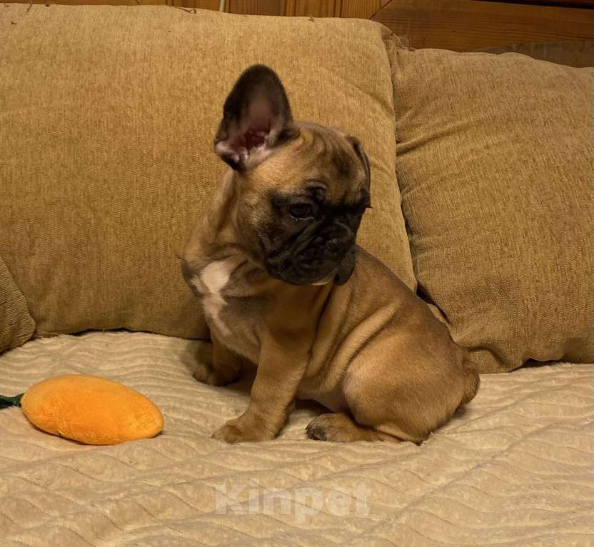 Собаки в Санкт-Петербурге: Очаровательная девочка французского бульдога  Девочка, 45 000 руб. - фото 4