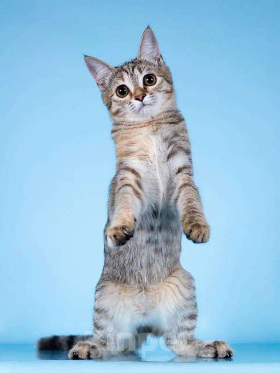 Кошки в Москве: Кассия в добрые руки Девочка, Бесплатно - фото 5