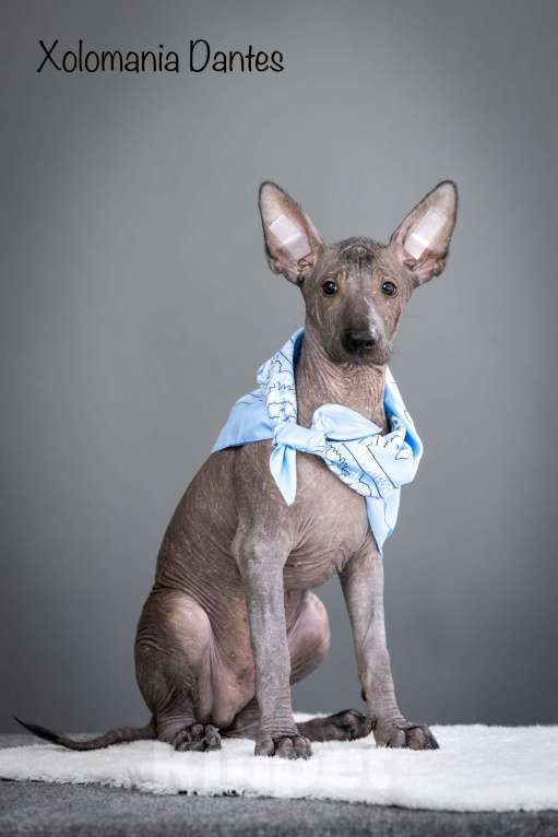 Собаки в Санкт-Петербурге: Щенки ксолоитцкуинтли ( мексиканская голая стандарт)  Мальчик, 120 000 руб. - фото 6