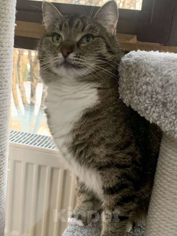 Кошки в Москве: Кутя - большая, уютная, добротная кошка. Серьезная и мудрая Девочка, 50 руб. - фото 3