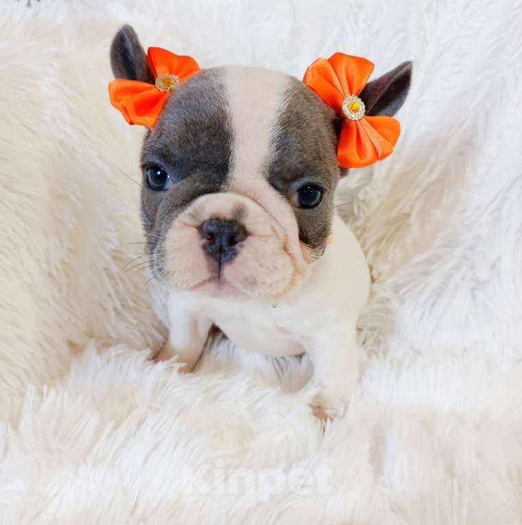 Собаки в других городах Московской области: Щенки французского бульдога Девочка, Бесплатно - фото 6