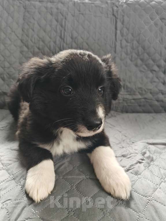 Собаки в Новосибирске: щенки Бордер Колли Мальчик, Бесплатно - фото 1