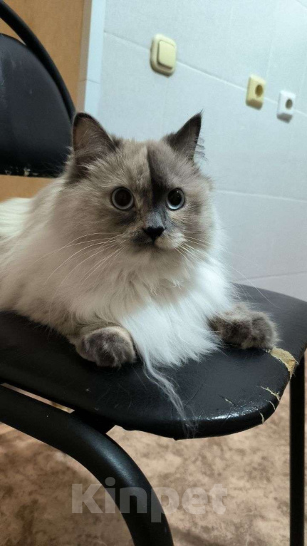 Кошки в Абакане: Отдам в хорошие руки Девочку Мисю Девочка, Бесплатно - фото 2