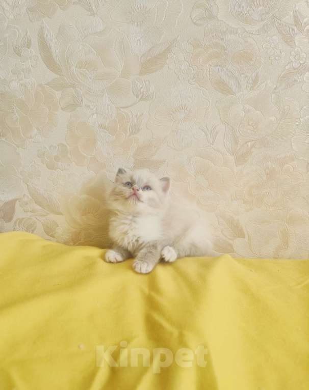 Кошки в Москве: Чудесная Малышка Девочка, 65 000 руб. - фото 4