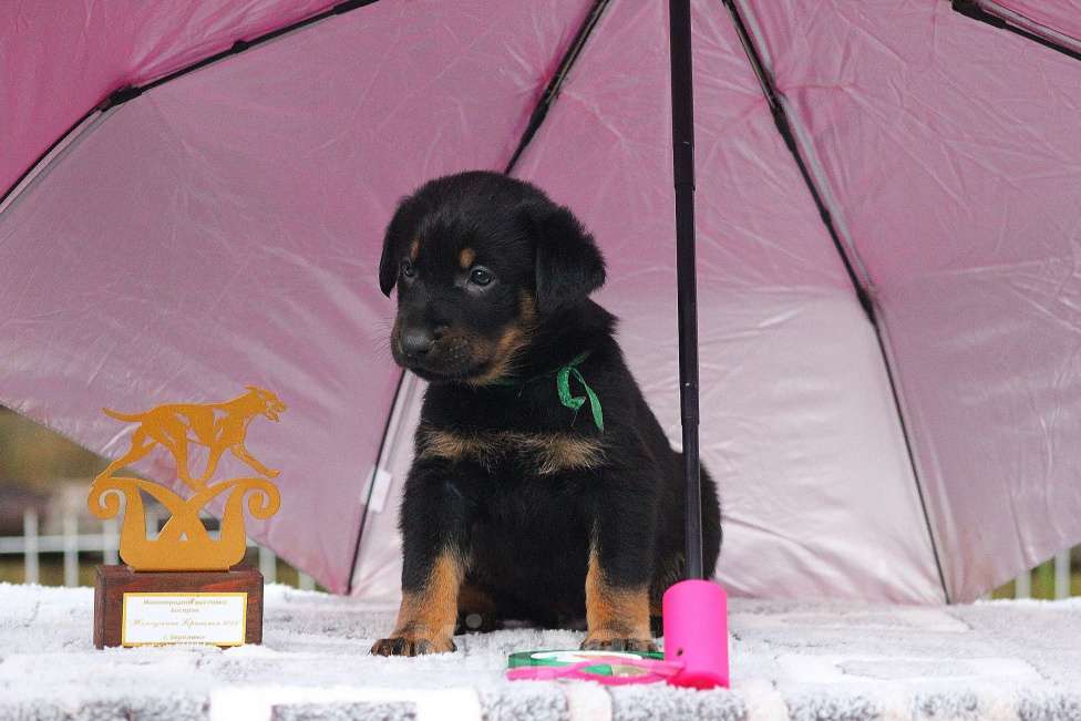 Собаки в Перми: Щенок Босерона  Девочка, 40 000 руб. - фото 4