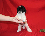 Собаки в Долгопрудном: Той пуделя щенок  lдевочка бело-черный арлекин шьен партиколор а пуаль фризе Девочка, 120 000 руб. - фото 4