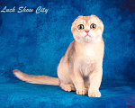 Кошки в Санкт-Петербурге: Скоттиш-фолд котик голубое золото Мальчик, 50 000 руб. - фото 4