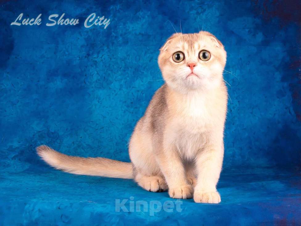 Кошки в Санкт-Петербурге: Скоттиш-фолд котик голубое золото Мальчик, 50 000 руб. - фото 4