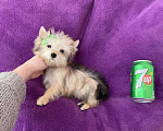Собаки в Москве: Микро йорк золотая девочка ласковая Девочка, 65 000 руб. - фото 6