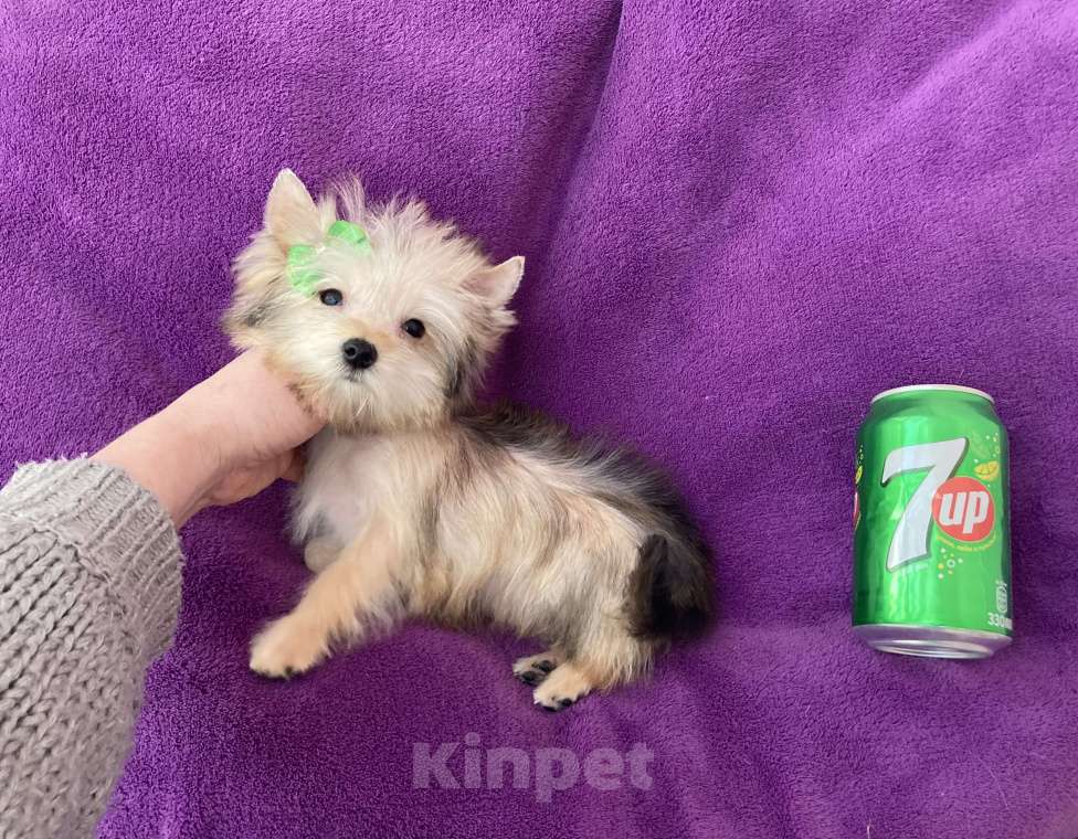 Собаки в Москве: Микро йорк золотая девочка ласковая Девочка, 65 000 руб. - фото 6