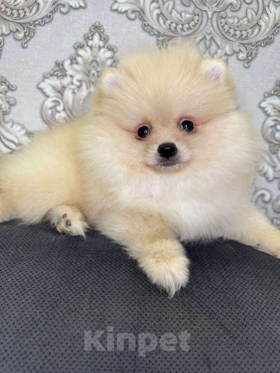 Собаки в Калининграде: Померанский шпиц  Мальчик, 28 000 руб. - фото 10