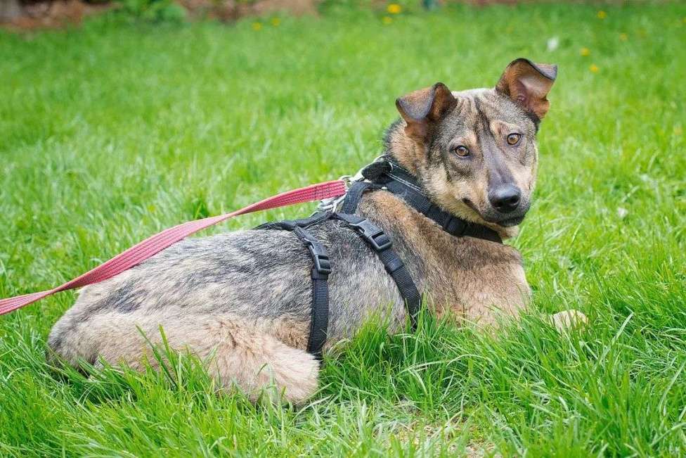 Собаки в Москве: Её заметили на промзоне, маленькую, испуганную с глазами,полными ужаса и бесконечного страха... Девочка, Бесплатно - фото 4