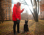 Собаки в Санкт-Петербурге: Домашняя собачка, дружит с кошками Девочка, Бесплатно - фото 9