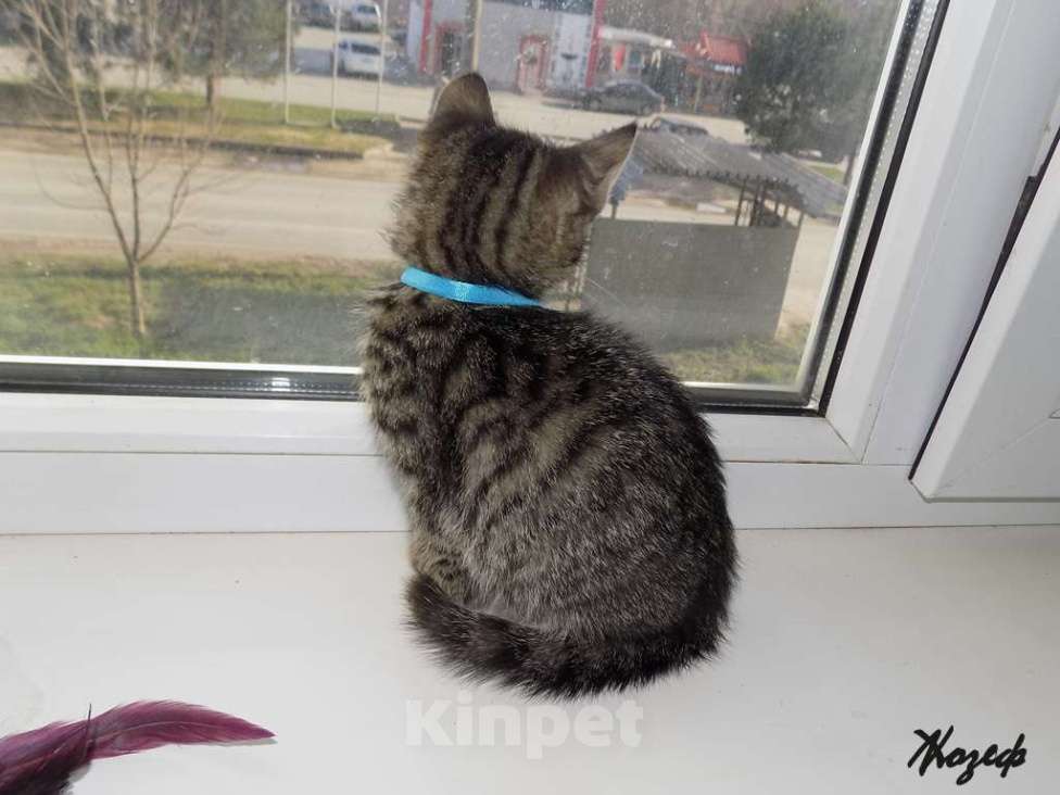 Кошки в Москве: Шотландский короткошерстный прямоухий мальчик Мальчик, 9 000 руб. - фото 4