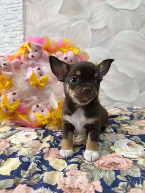 Собаки в Москве: Щенок Чихуахуа Девочка, 85 000 руб. - фото 2