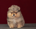 Собаки в Москве: Померанский шпиц , мрамор Девочка, 60 000 руб. - фото 2
