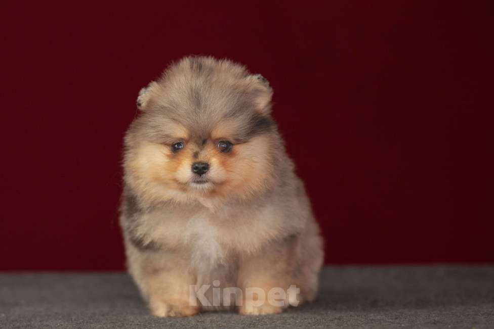 Собаки в Москве: Померанский шпиц , мрамор Девочка, 60 000 руб. - фото 2