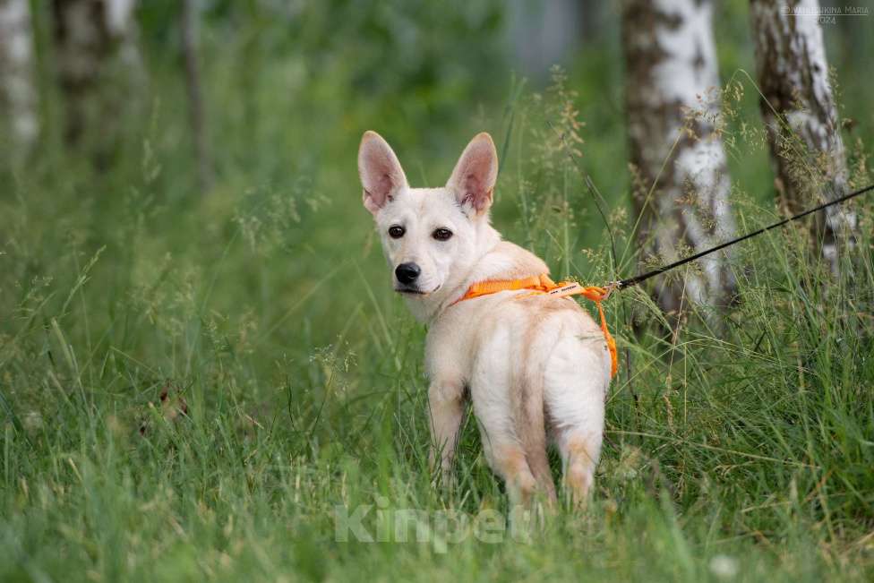 Собаки в Наро-Фоминске: Коротколапик Тео Мальчик, Бесплатно - фото 3