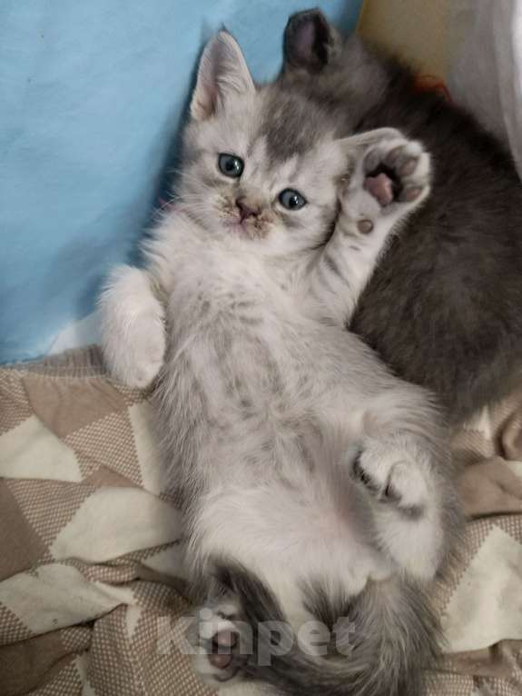 Кошки в других городах Московской области: Шотландский котенок девочка Девочка, 13 000 руб. - фото 2