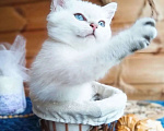 Кошки в Москве: Британские короткошёрстные котята шиншиллы Разнополые, 15 000 руб. - фото 4