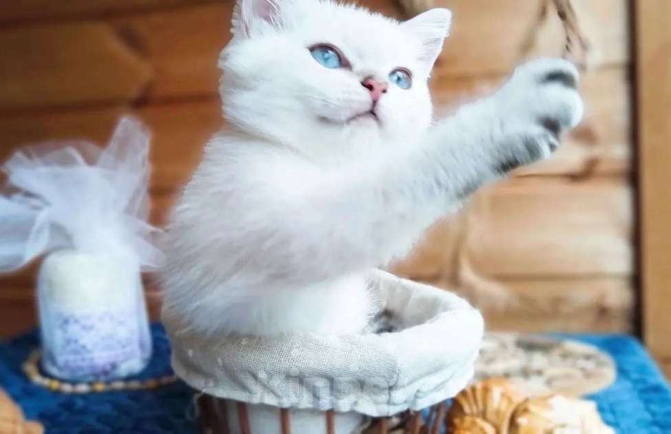 Кошки в Москве: Британские короткошёрстные котята шиншиллы Разнополые, 15 000 руб. - фото 4