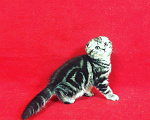 Кошки в Колпашево: Мраморная красотка, 1 руб. - фото 5