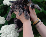 Кошки в Дмитровске: котята мейн-кун, 10 000 руб. - фото 4
