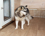 Собаки в Москве: Аляскинский кли-кай Найда в добрые руки Девочка, Бесплатно - фото 2