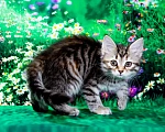 Кошки в Москве: Кошечка Жаннет Девочка, 50 000 руб. - фото 2