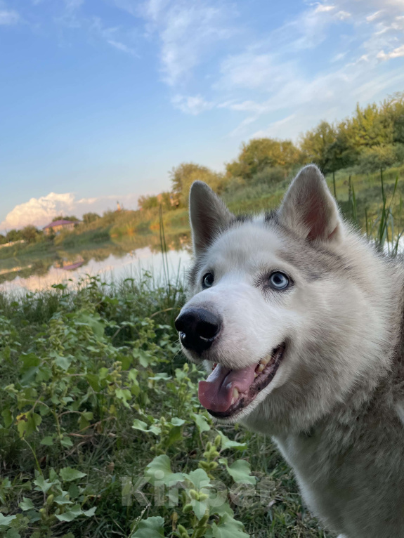 Собаки в Астрахани: Пропал пёс Мальчик, Бесплатно - фото 3