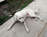 Собаки в Сочи: В добрые руки белый кобелёк Мальчик, 50 руб. - фото 3