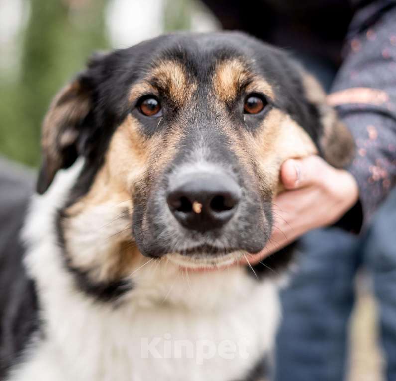Собаки в Москве: Он так тоскует в приюте Мальчик, Бесплатно - фото 3