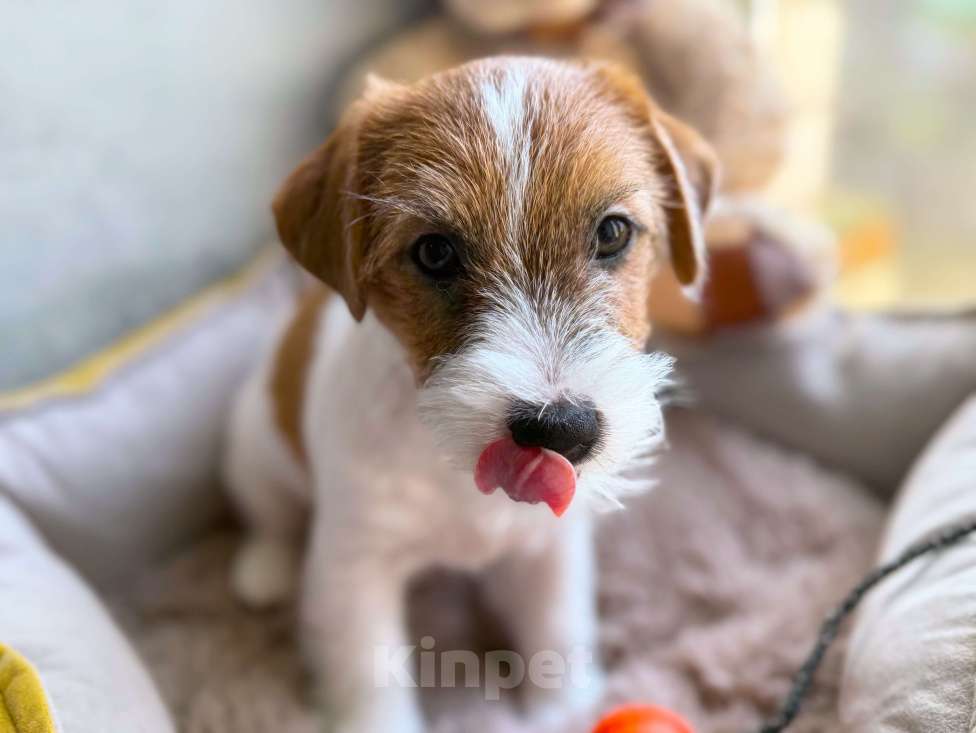 Собаки в Санкт-Петербурге: Девочка Джек Рассел терьера  Девочка, 80 000 руб. - фото 3