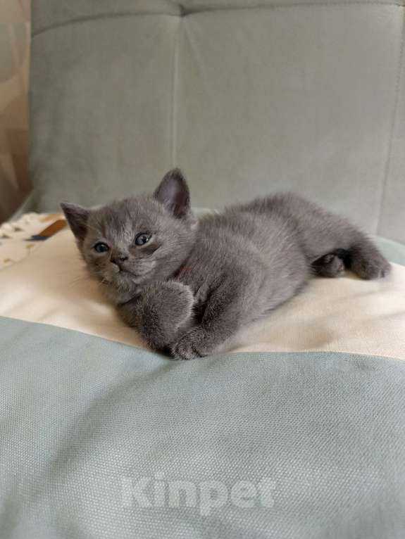 Кошки в других городах Московской области: Шотландский котенок мальчик Мальчик, 13 000 руб. - фото 5