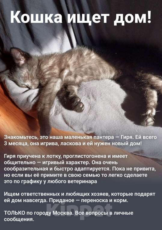 Кошки в Москве: Отдам в добрые руки Девочка, Бесплатно - фото 2