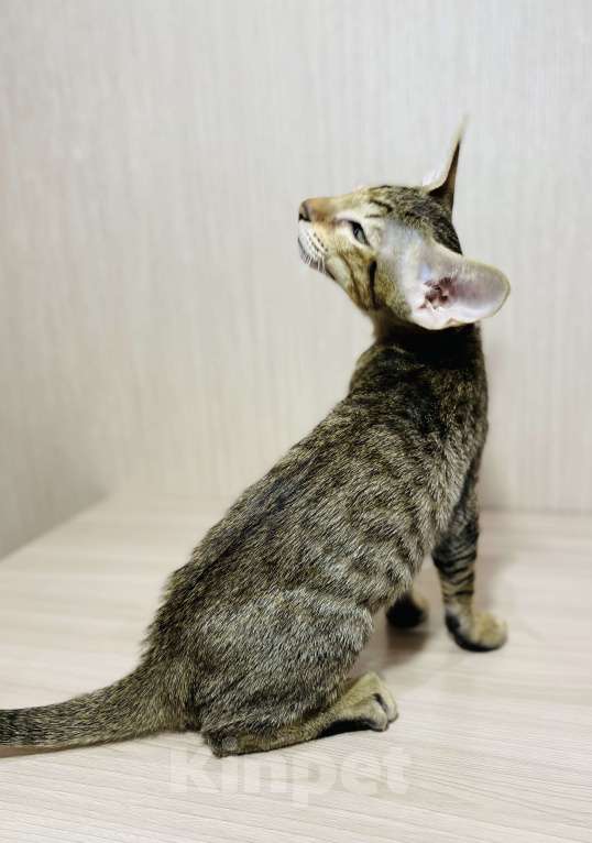 Кошки в Москве: Атос Мальчик, 85 000 руб. - фото 3