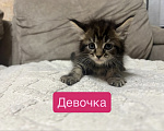 Кошки в Саратове: Котята мейн-кун Разнополые, 11 000 руб. - фото 4