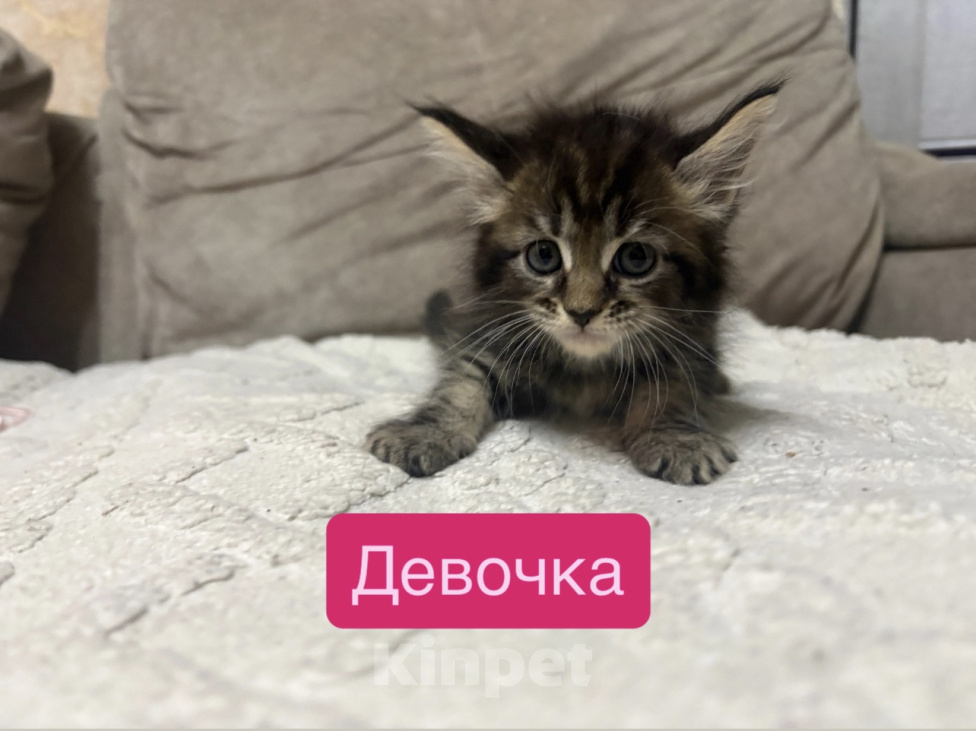 Кошки в Саратове: Котята мейн-кун Разнополые, 11 000 руб. - фото 4
