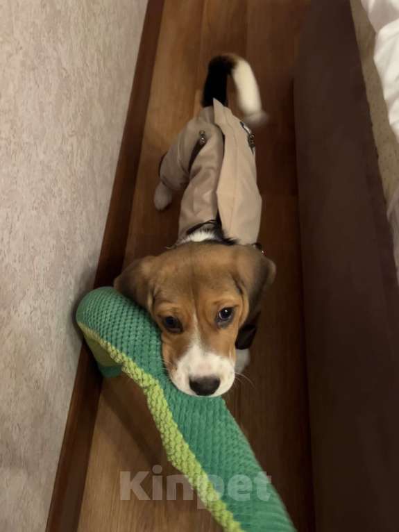 Собаки в Москве: Бигль девочка  Девочка, 10 000 руб. - фото 8