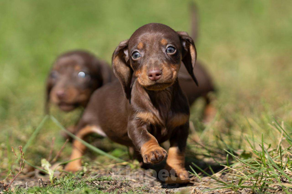 Собаки в Москве: Кофейная девочка Девочка, 100 000 руб. - фото 4