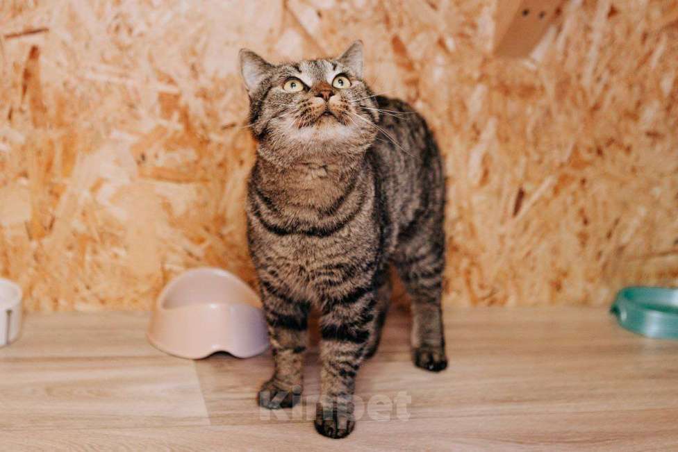 Кошки в Москве: Молодая ласковая Мирочка ищет дом Девочка, Бесплатно - фото 7