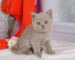 Кошки в Мурином: Британская кошечка окрас лиловый черепаховый Девочка, 30 000 руб. - фото 6