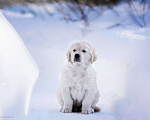 Собаки в других городах Московской области: Щенок золотистого ретривера Мальчик, Бесплатно - фото 2