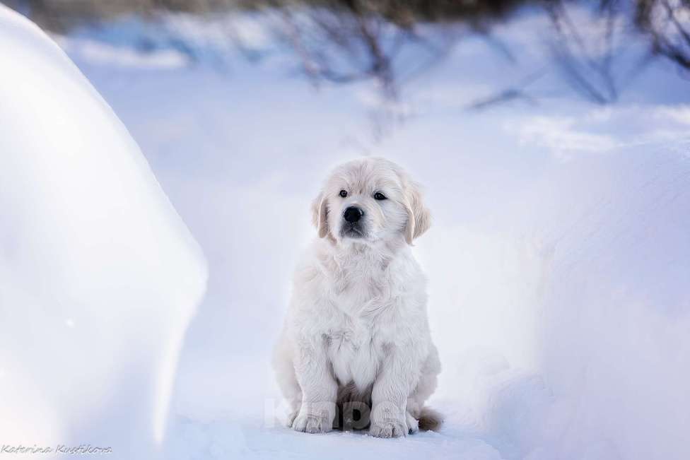 Собаки в других городах Московской области: Щенок золотистого ретривера Мальчик, Бесплатно - фото 2