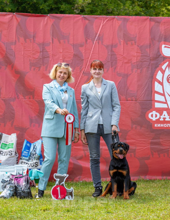 Собаки в Смоленске: Подрощенный щенок. Ротвейлер Мальчик, 140 000 руб. - фото 4